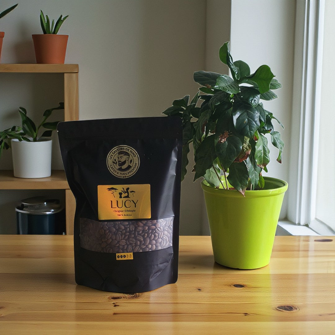 Lucy - Origine Ethiopie